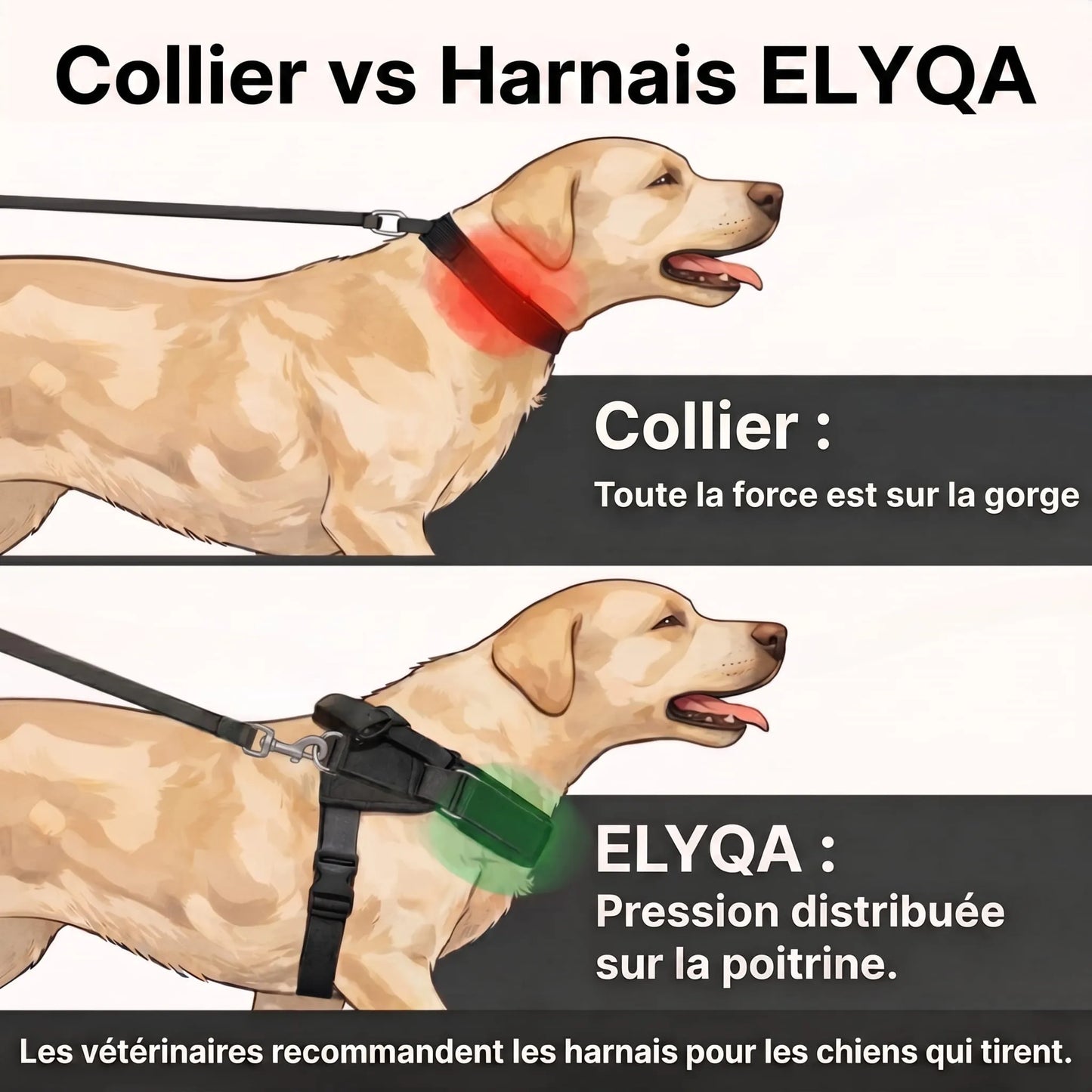 ZenWalk harnais anti-traction pour chien
