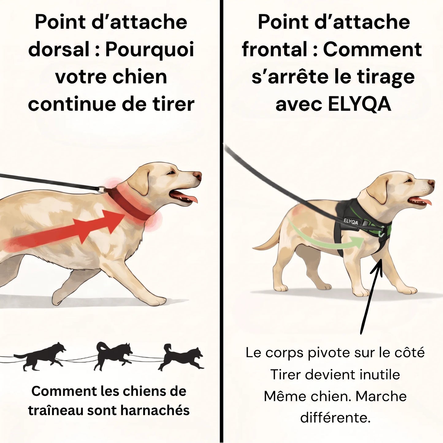 ZenWalk harnais anti-traction pour chien