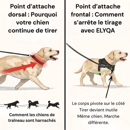 ZenWalk harnais anti-traction pour chien